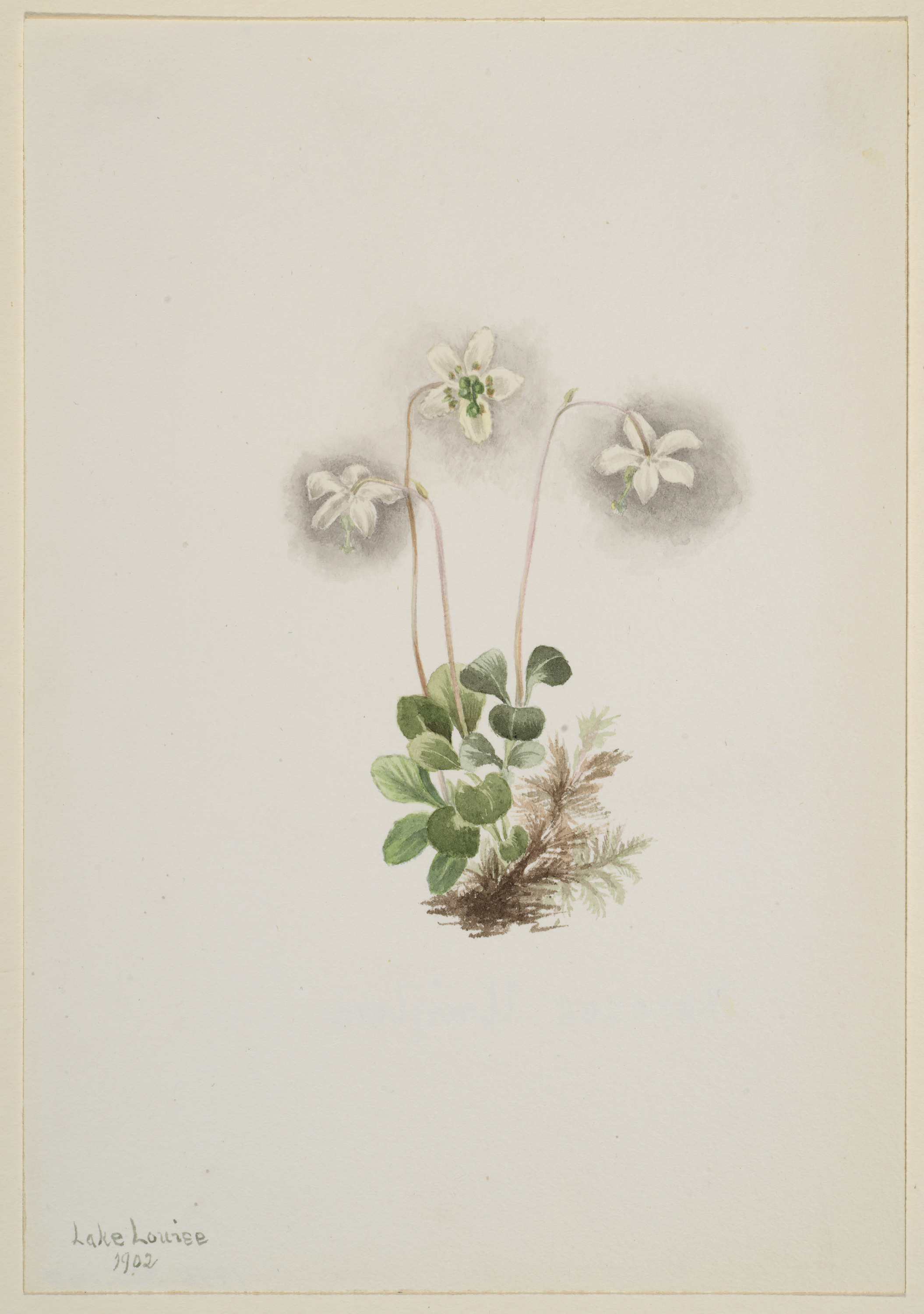 Mary Vaux Walcott, Wood-Nymph (Moneses uniflora)