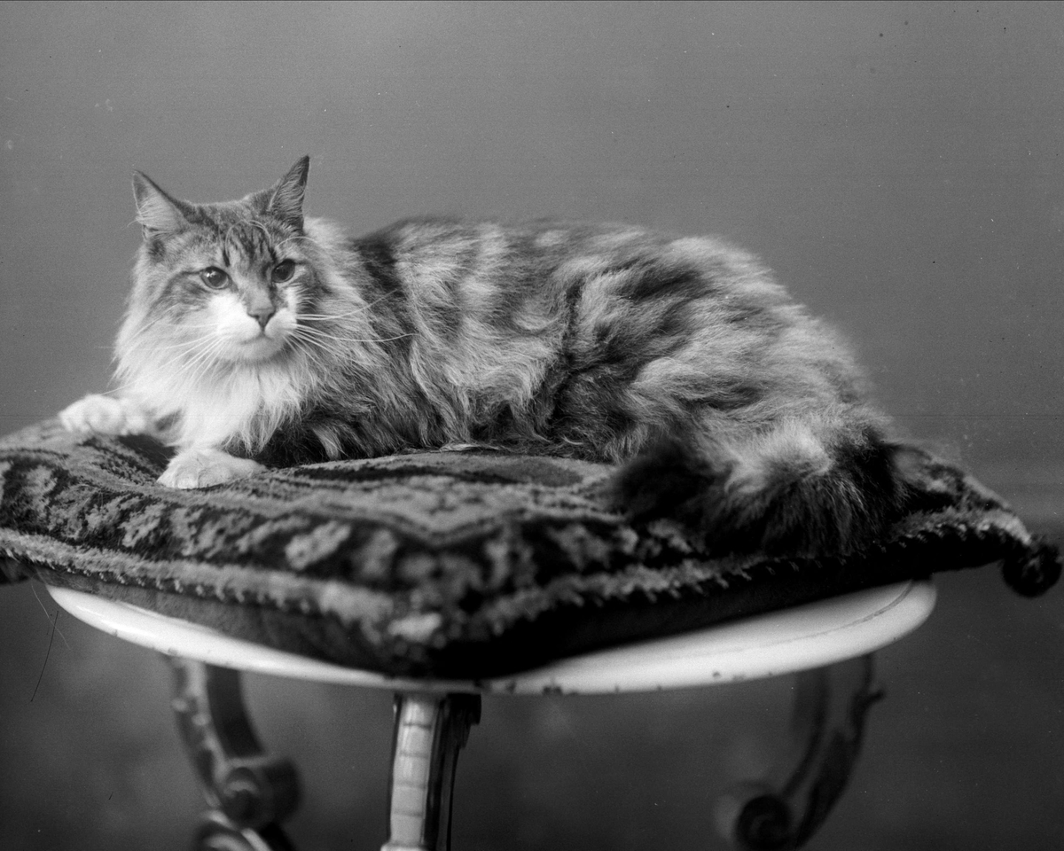 Gustav Borgen, Portrett, katt på pute.