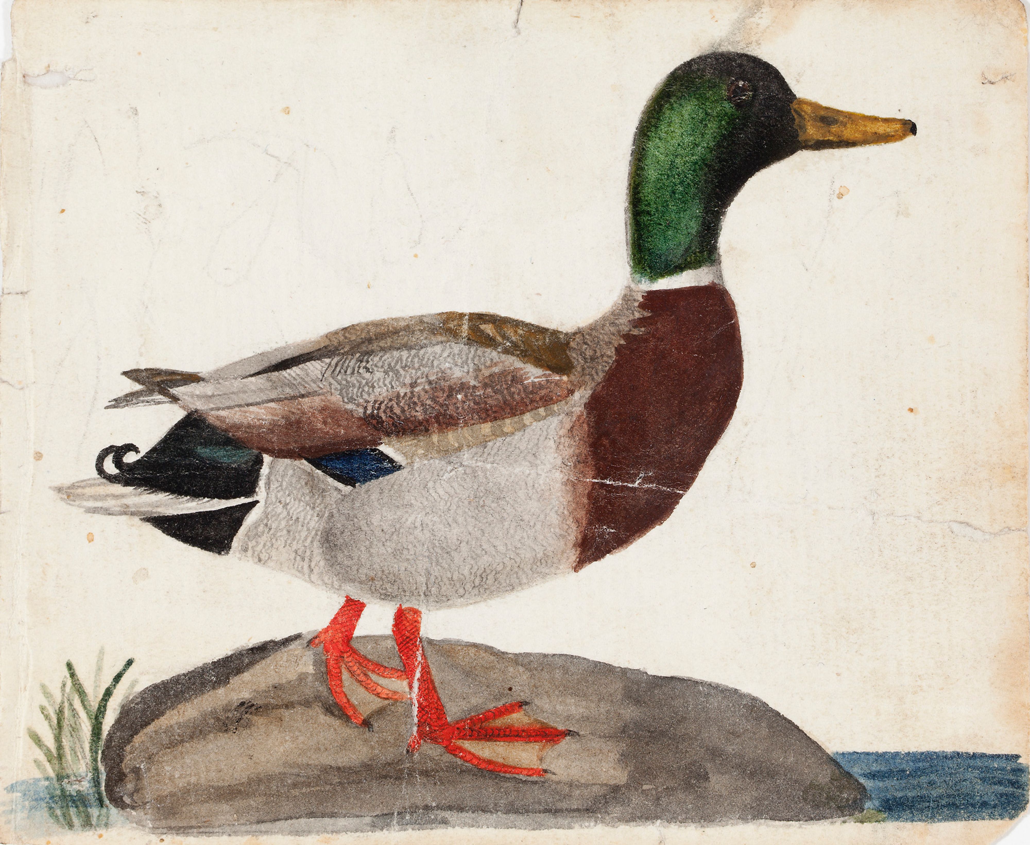 Ferdinand von Wright, Male Mallard