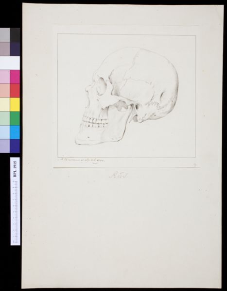 M Houtman, Skull of a Russian
