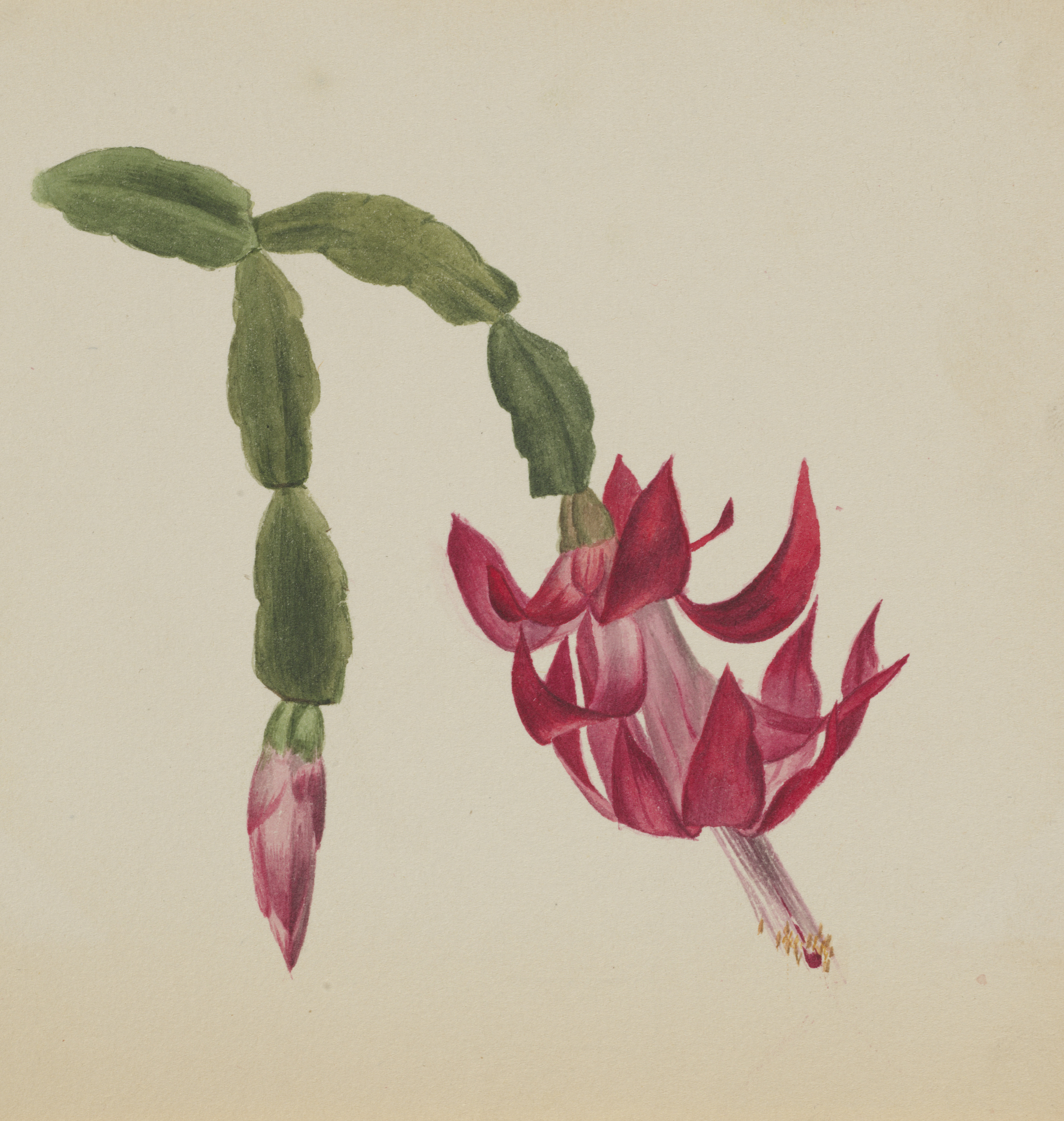 Mary Vaux Walcott, (Untitled--Flower Study)