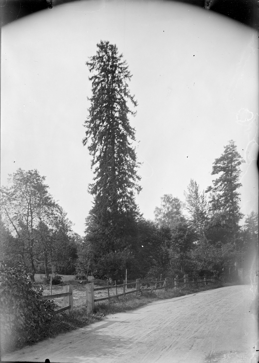 Henri Osti's Fotografiateliér, Landscape view, image commissioned by dealer Gustaf Söderbäck, Uppsala before 1914