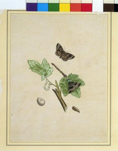 Unknown, Geometrid moths
