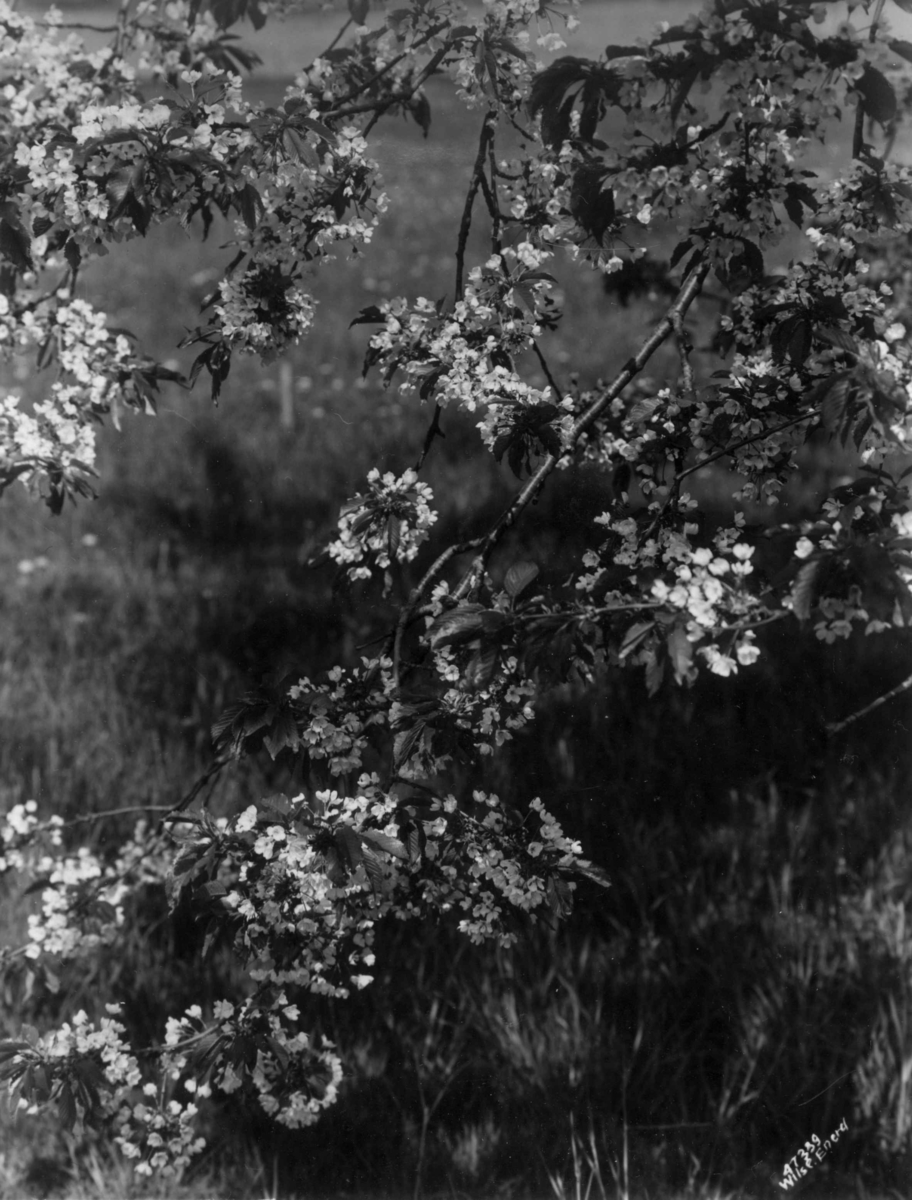 Anders Beer Wilse, Wilse original, Fruktblomstring