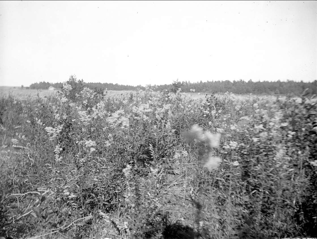 August Fredrik Schagerström, Växter i strandkanten i Öregrund, Uppland, juli 1924
