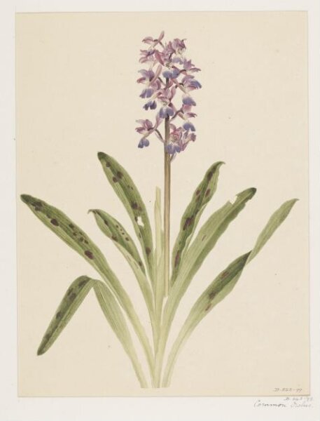 Unknown, Drawing