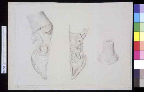M Houtman, Unidentified subject: bovine feet