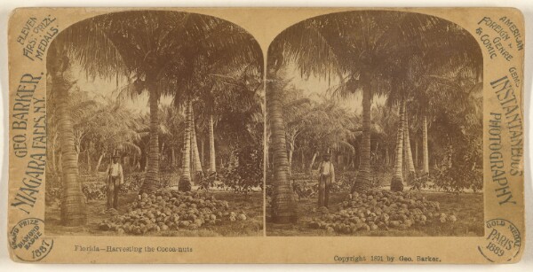 George Barker, Florida - Harvesting the Cocoa-nuts