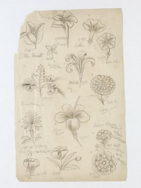 Unknown, Drawing