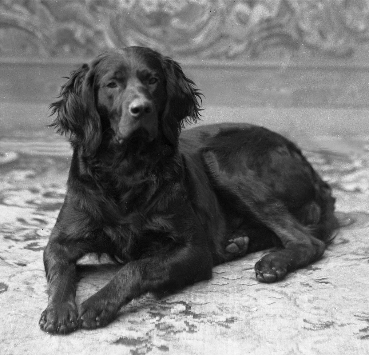 Gustav Borgen, Portrett, hund som ligger og hviler. Fru Andreas Backers hund.