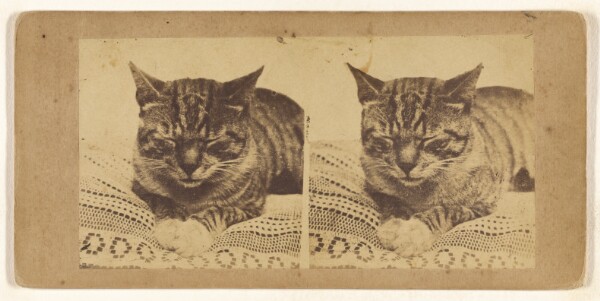 Unknown, [Cat sleeping]
