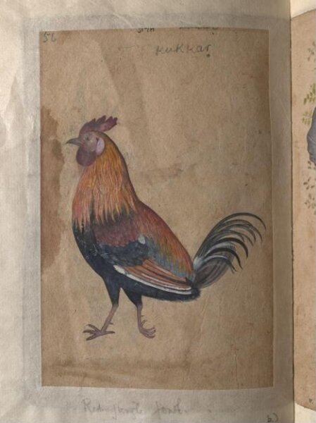 Unknown, Depictions of a Coppersmith and a Red jungle-fowl of Northern India