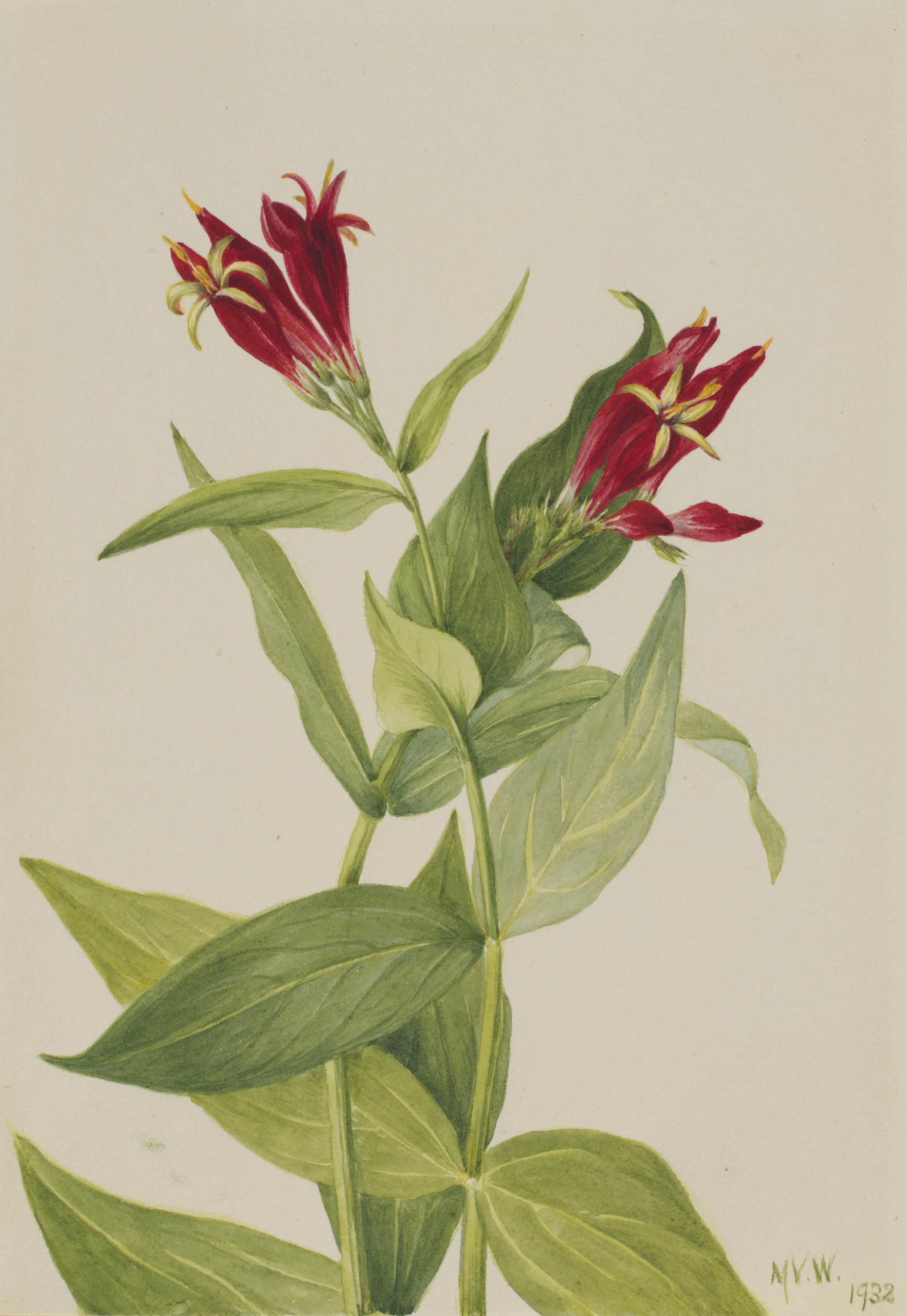 Mary Vaux Walcott, Carolina Pink (Spigelia marylandica)