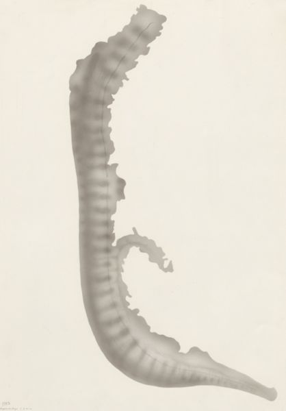 J Tinkelenberg, Sheep embryo
