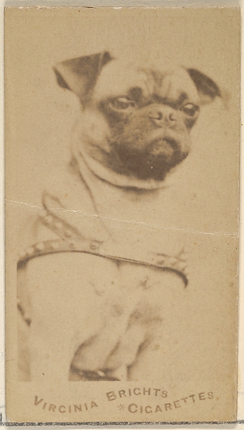 Allen & Ginter, Pug, from the Dogs series (N47) for Virginia Brights Cigarettes