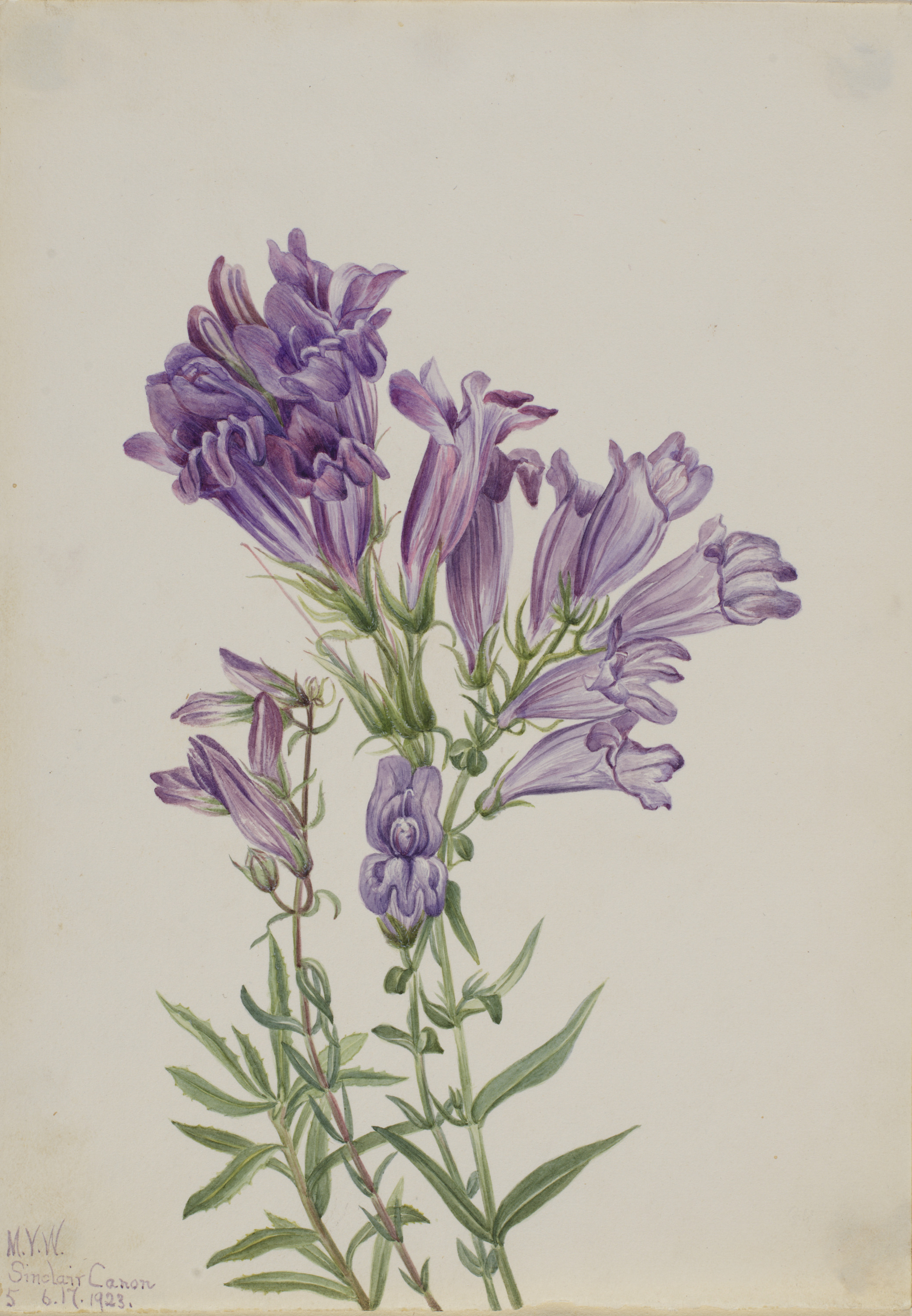 Mary Vaux Walcott, Purple Pentstemon (Pentstemon lyallii)