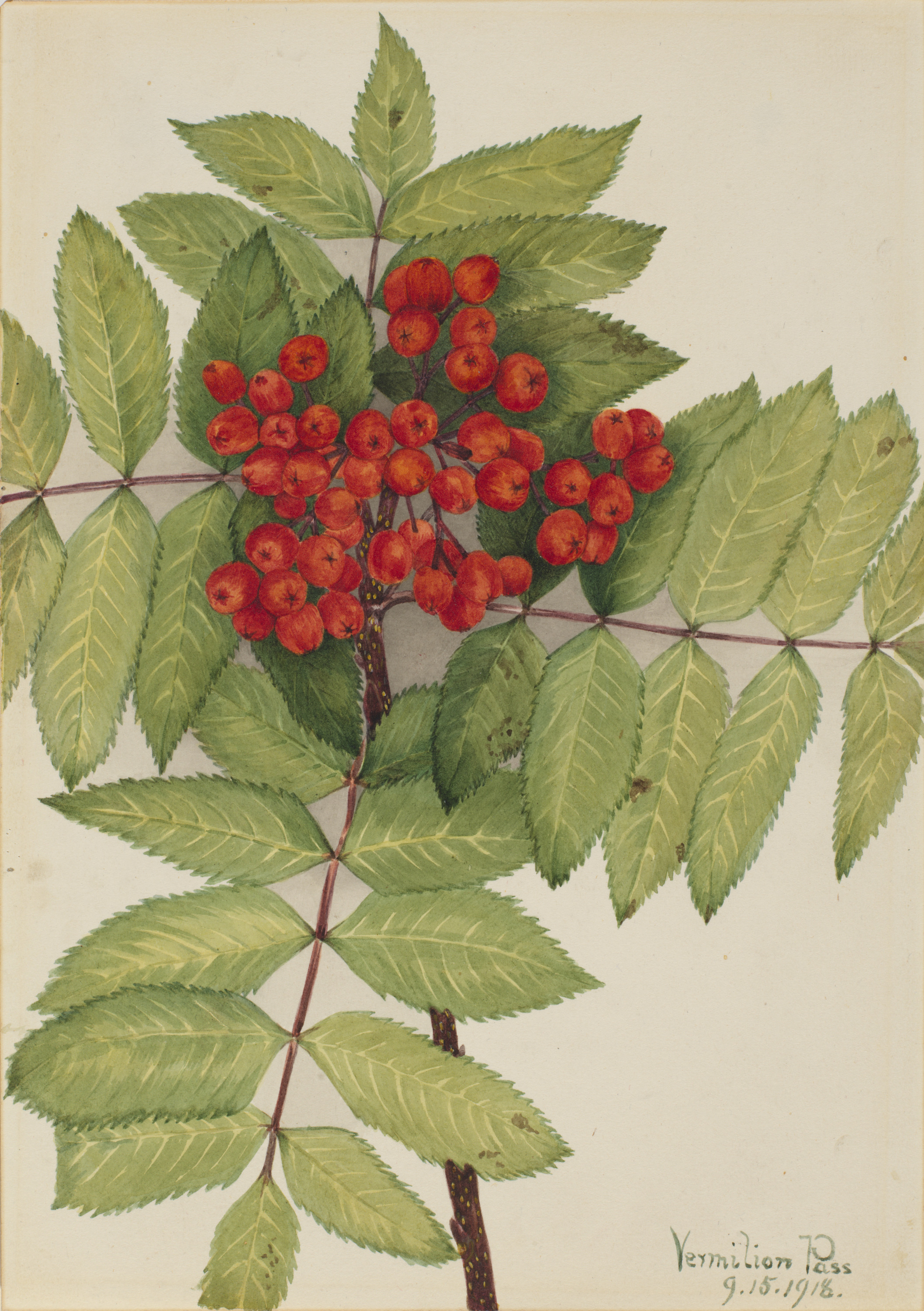 Mary Vaux Walcott, Western Mountain Ash (Sorbus sambucifolia)