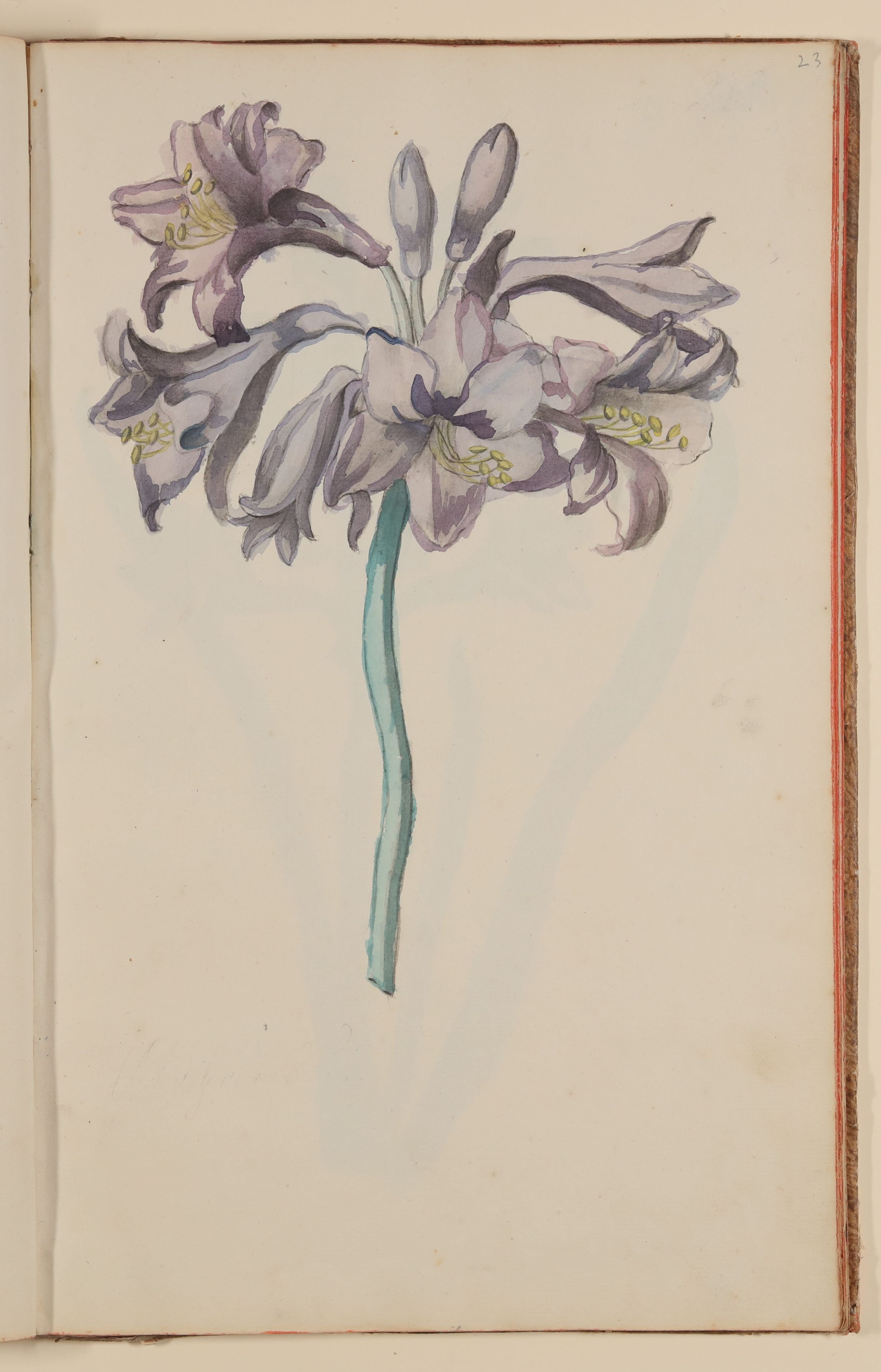 Marianne Franziska Seiffert von Klettenberg, Violette Blume [aus einem Skizzenbuch der Marianne Franziska Seiffert von Klettenberg]