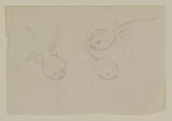 Potter, Beatrix, drawing