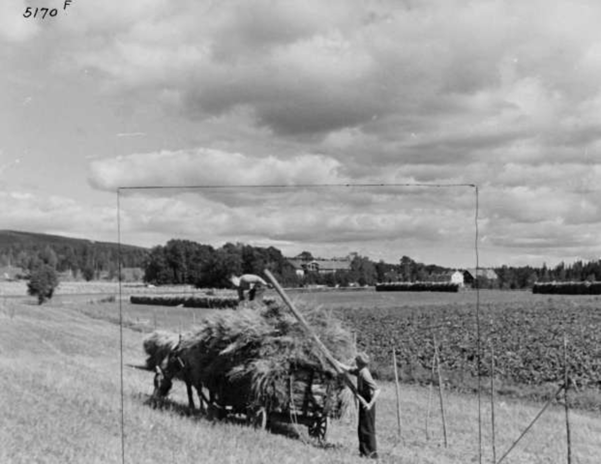 Anders Beer Wilse, -8053