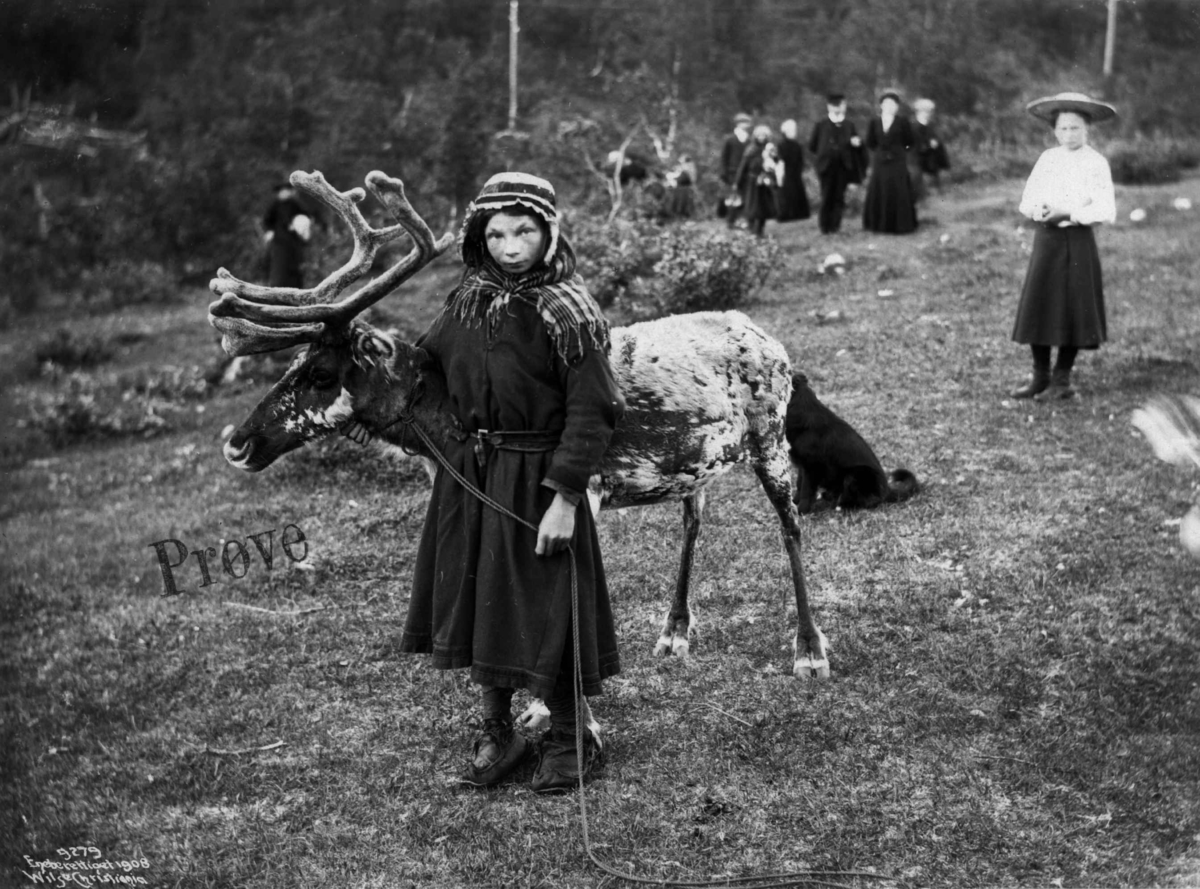 Anders Beer Wilse, Kristine Omme, Ingridsd. Nulti, fra Karesuando, med reinsdyr. Muligens Lyngseidet 1908. Turister i bakgrunnen.