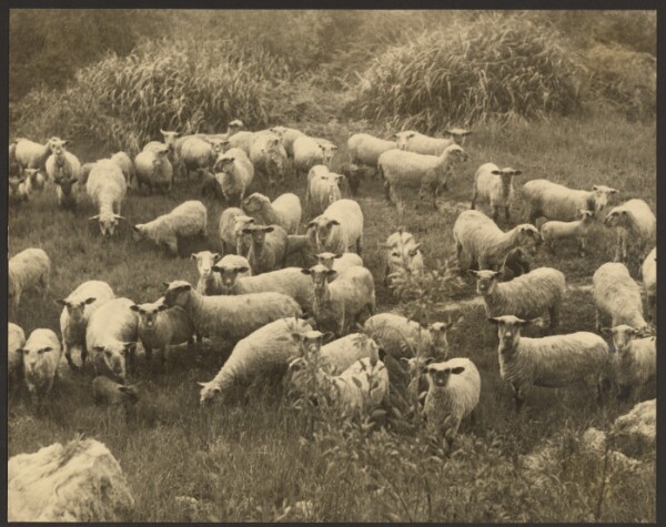 Louis Fleckenstein, Curiosity