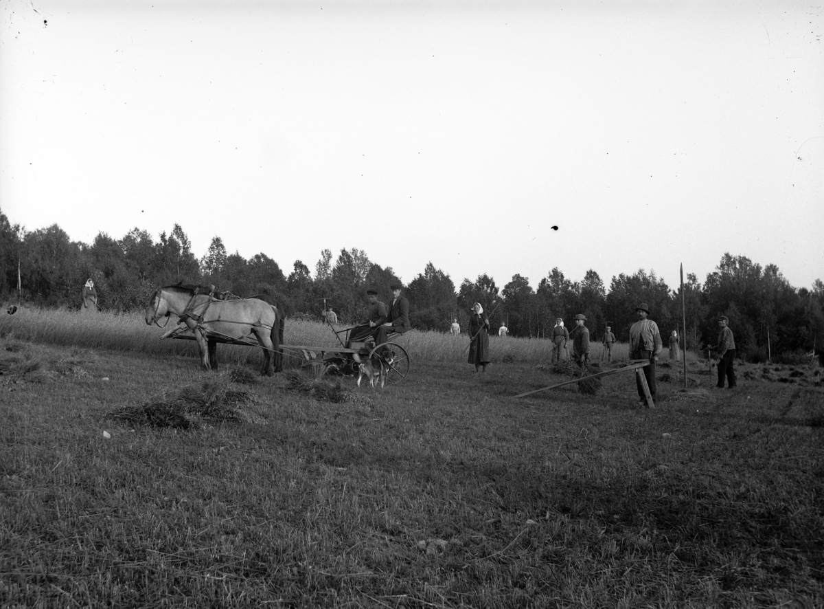 Simen Baardseth, SKURONN, SIMEN BAARDSETH PÅ SLÅMASKINA, HEST, FOLK, RÅKRAKK, BAARDSETH NEDRE, BÅRDSET NEDRE, NÆROSET, Ringsaker. FOTO SIMEN BAARDSETH 1/9-1928.