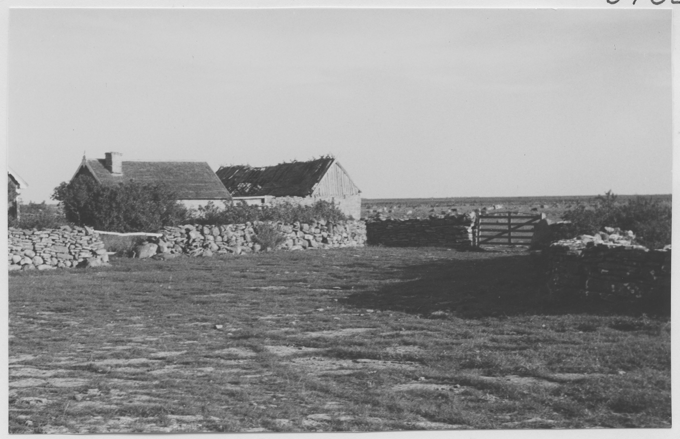 Mårten Sjöbeck, Kalkstad, fårbete