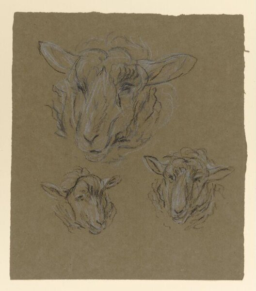 Potter, Beatrix, drawing