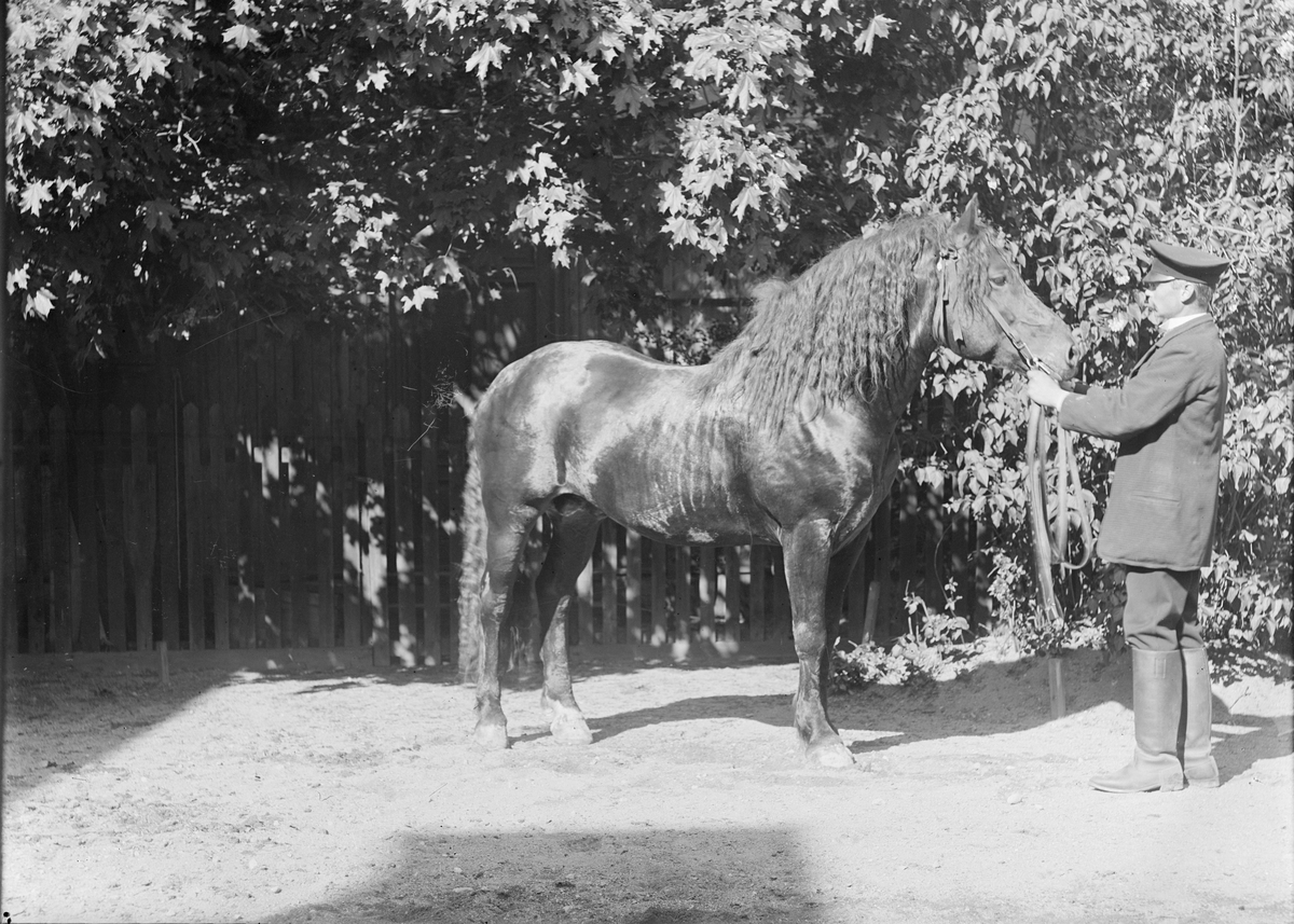 Henri Osti's Fotografiateliér, Lingqvist with Horse, Uppsala 1902