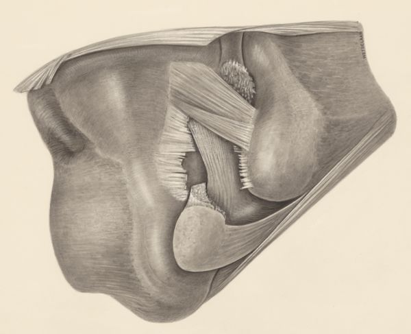 H.G Wetselaar, Muscular tissue on a joint