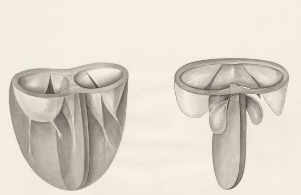 H.G Wetselaar, Part of the heart