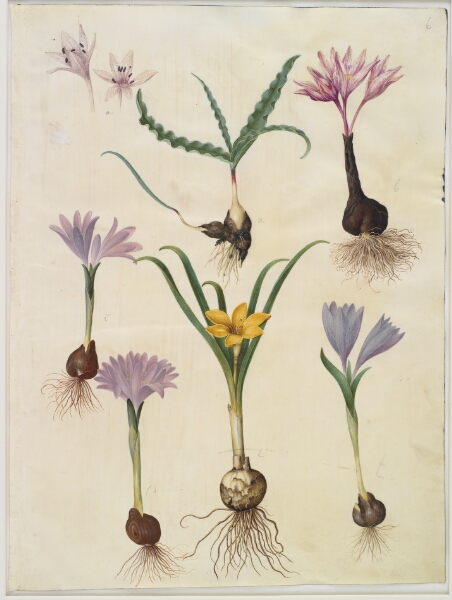 Hans Simon Holtzbecker, Colchicum variegatum (plettet tidløs); Bulbocodium vernum (vår-lysblomst); Sternbergia lutea (almindelig sternbergia)