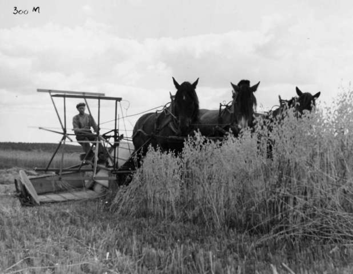 Anders Beer Wilse, -8032