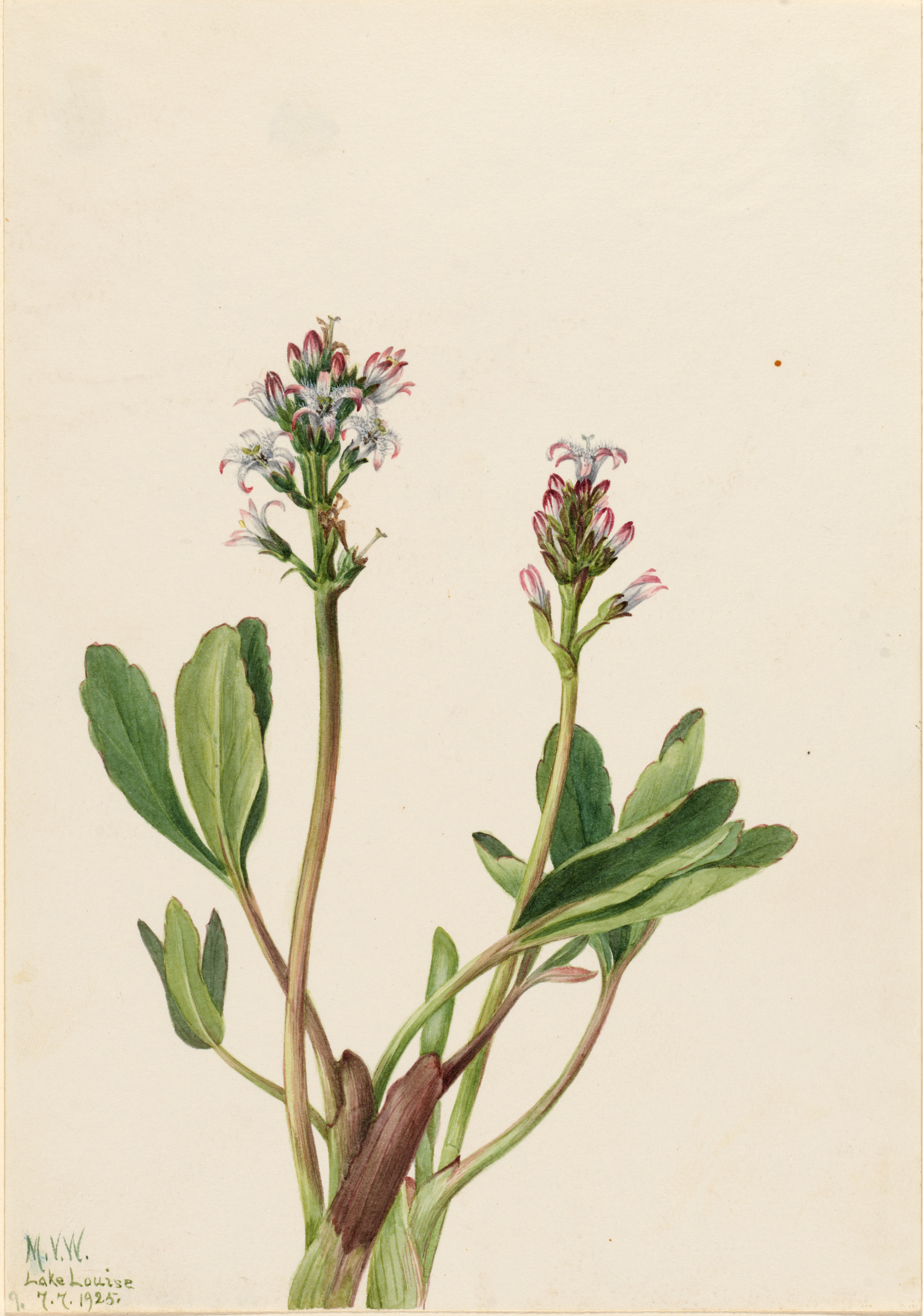 Mary Vaux Walcott, Bogbean (Menyanthes trifoliata)