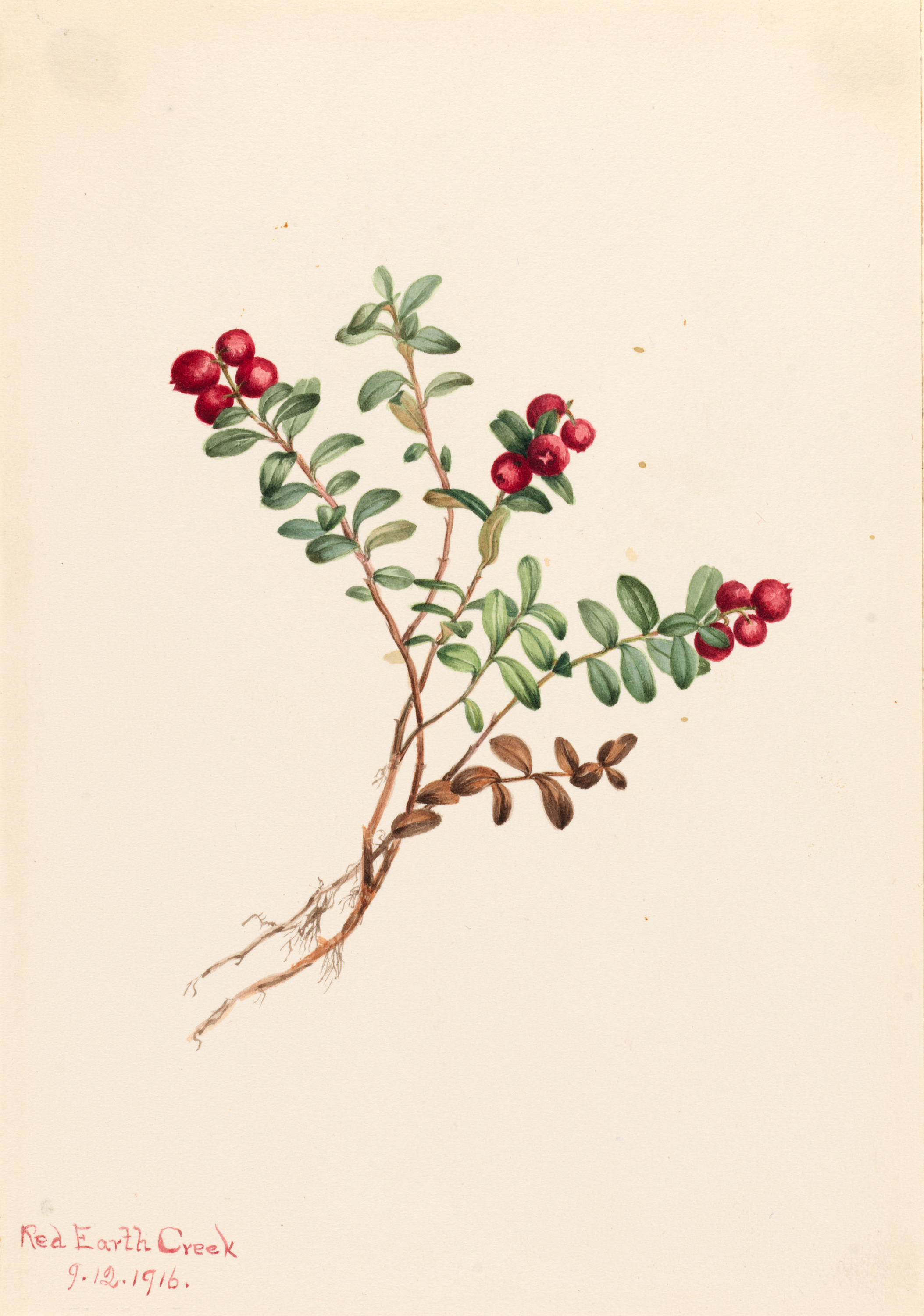 Mary Vaux Walcott, Mountain Cranberry (Vaccinium vitisdaea minus)