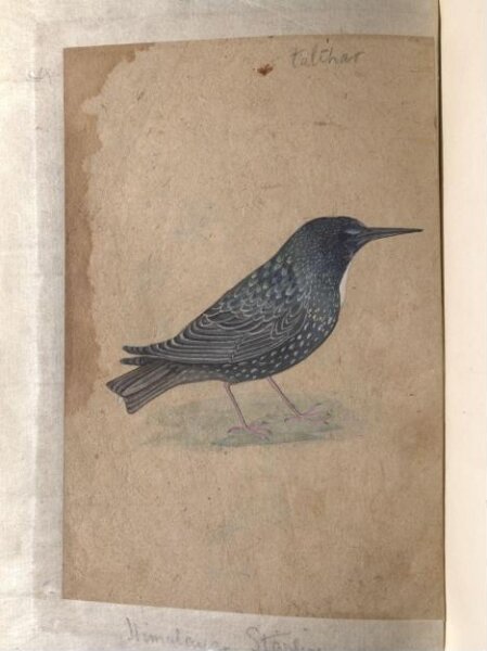 Unknown, Depictions of white-cheeked bulbul and a Himalayan starling of Northern India