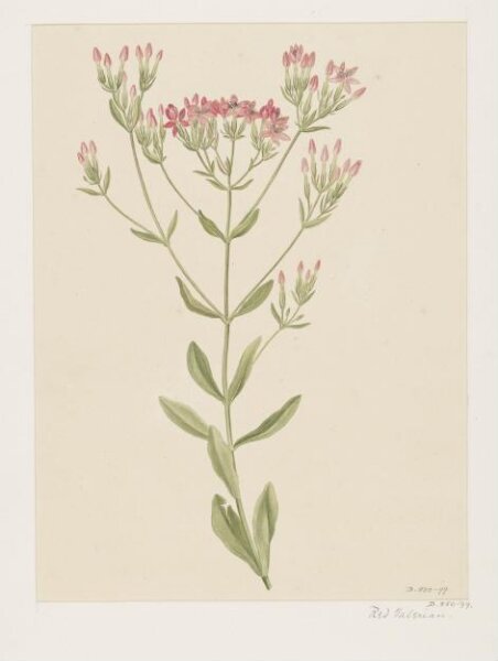 Unknown, Drawing