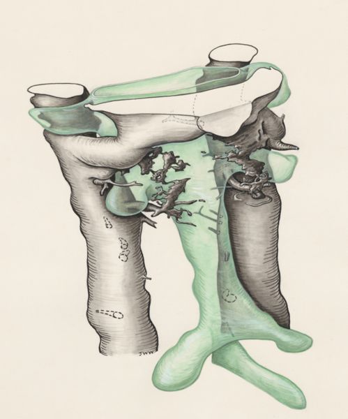 J Wetselaar-Whittaker, Embryonic tissue of a rat