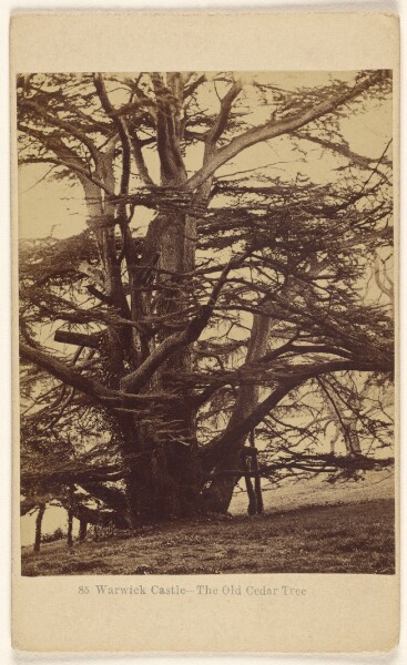 Francis Bedford, Warwick Castle - The Old Cedar Tree.