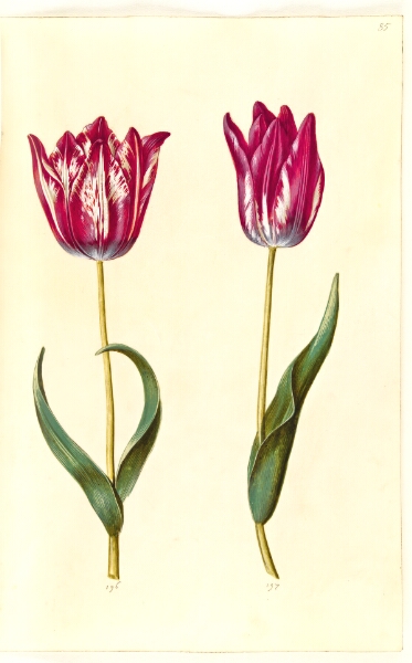 Hans Simon Holtzbecker, Tulipa gesneriana (have-tulipan)