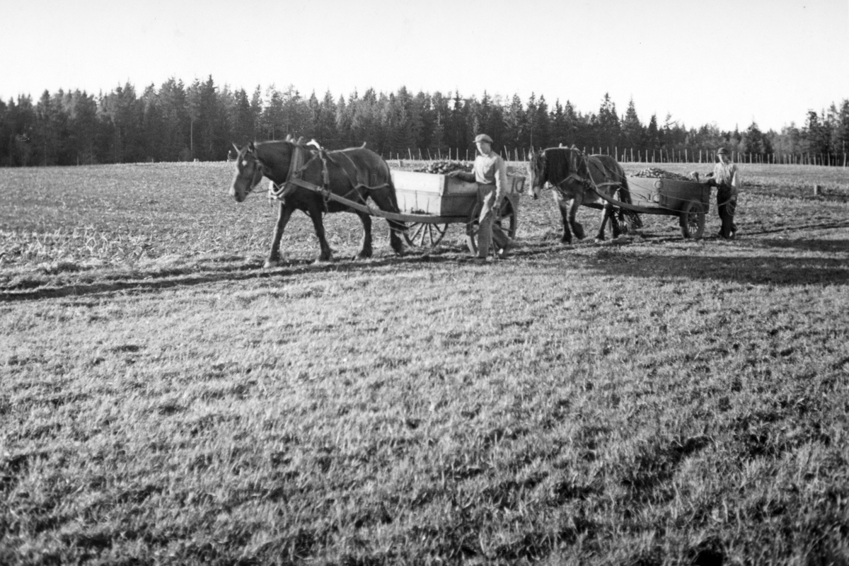 Anno Domkirkeodden, Dyri gard i Løten, potetonn, To hester med arbeidskjerrer kjører poteter vekk fra åkeren. Hestredskap. Ukjente gardsarbeidere.