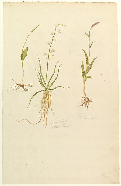 Anonymous, French, 19th century, Botanical Studies (recto); Botanical Studies (verso)