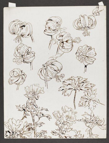 Potter, Beatrix, drawing