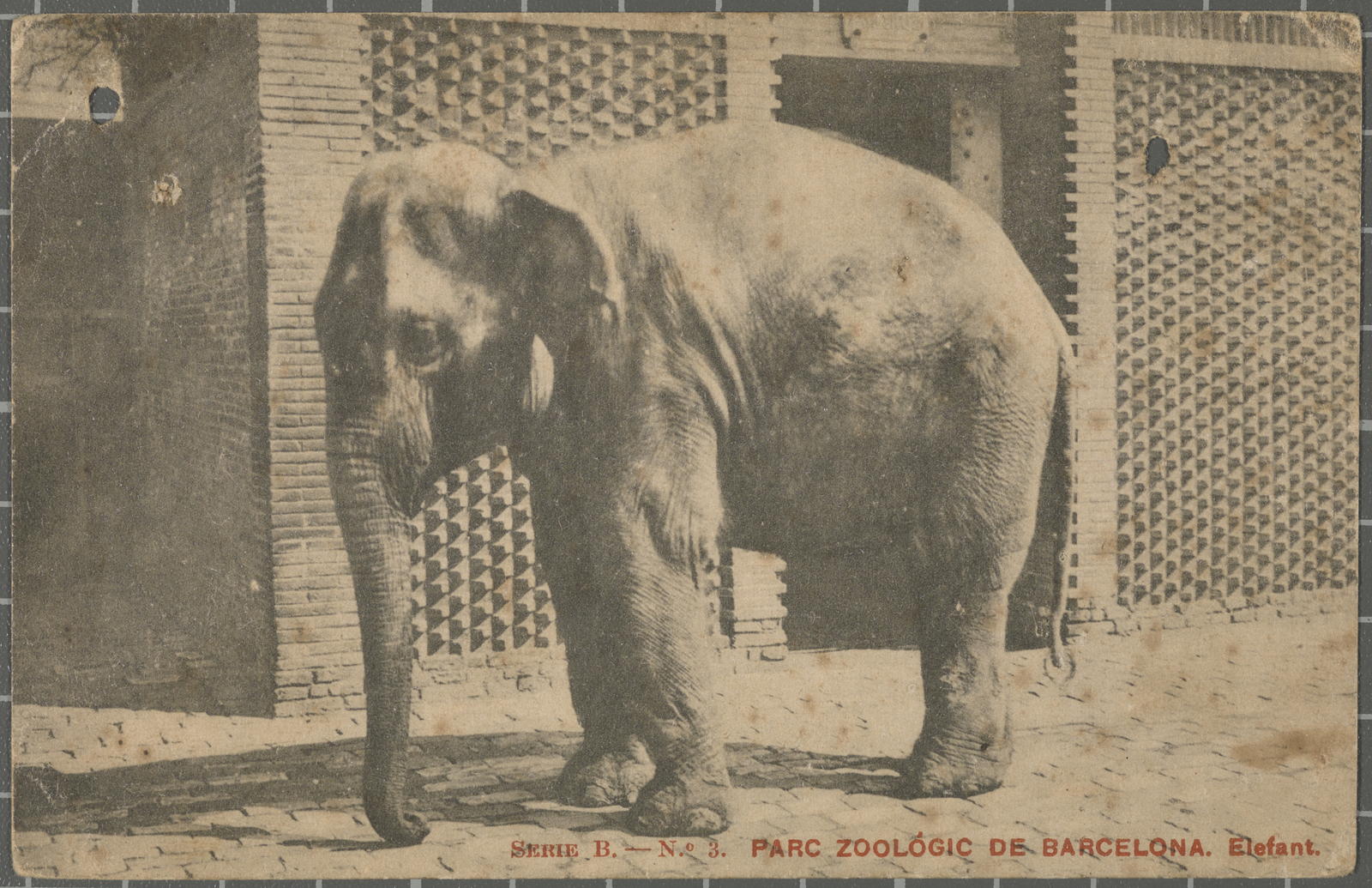 Desconegut, Seri B. - No. 3. Zoological Park of Barcelona. Elephant