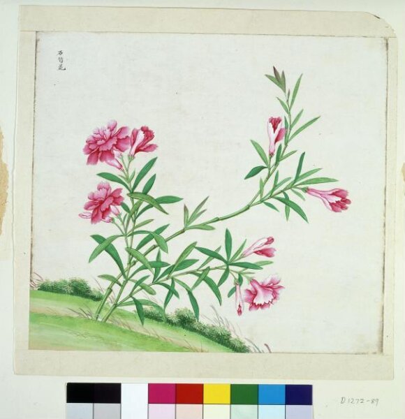 Unknown, Chinese Pink