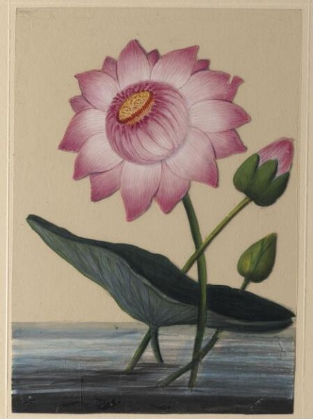 Unknown, One of eighteen drawings of flowers.