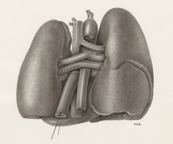 H.G Wetselaar, Heart and adjacent organs