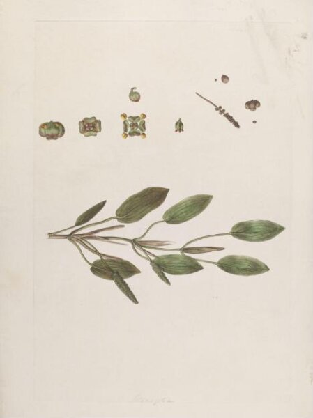 John Miller, Print
