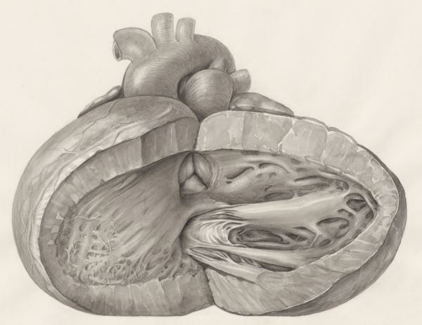 H.G Wetselaar, Heart